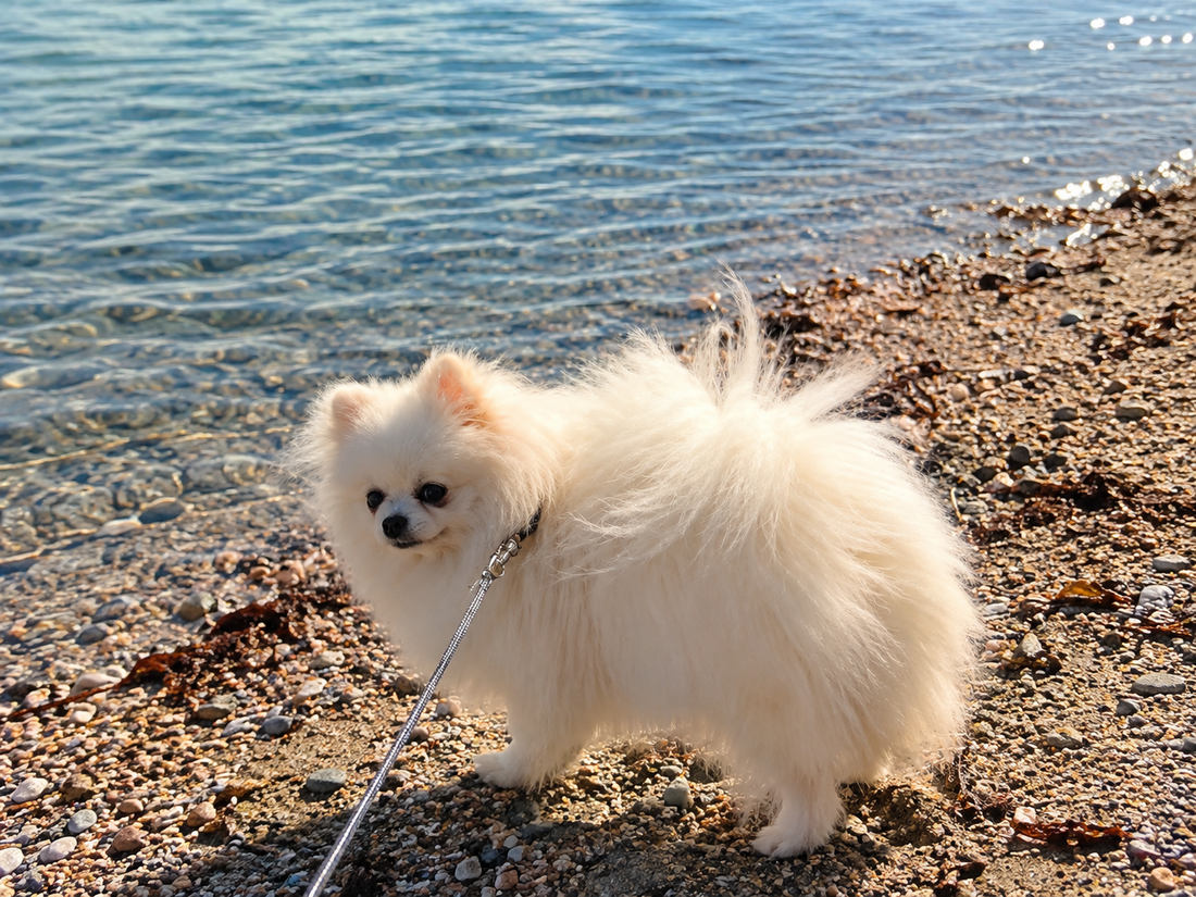Le Spitz de Poméranie: un petit chien à la grande histoire