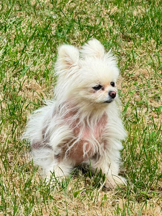Alopécie X chez le chien: comprendre cette perte de poils encore méconnue